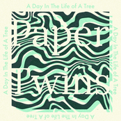 A Day in the Life of a Tree