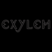 exylem