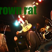 Brown Rat