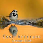 Cool Attitude: Dream Bird