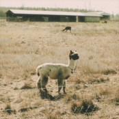 Alpacas and Fields