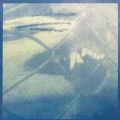 Psychofauna