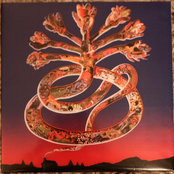 Wounded Galaxies Tap At Your Window