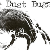 dust bugs