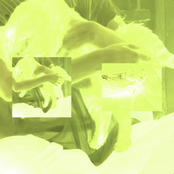 Mother Soki: Cicadas