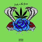Snakes in the Grass