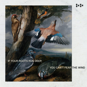 If Your Roots Run Deep, You Can't Fear The Wind