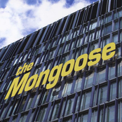 Vol. 3 - The Mongoose
