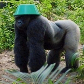 shoegaze won't get you girls