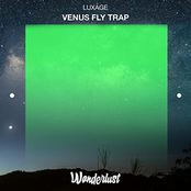 Venus Fly Trap - Single