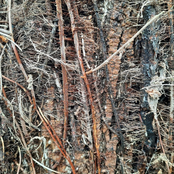 Vine