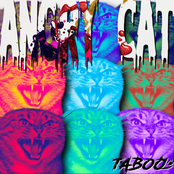 ANGRY CAT