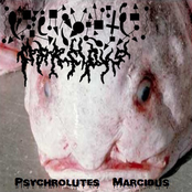 Psychrolutes Marcidus