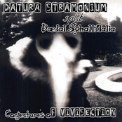 Conjectures of Vivisection SPLIT
