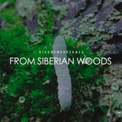 From Siberian Woods - Single