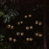 The Braymores: Talking to Trees