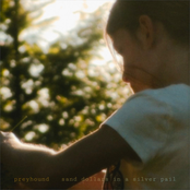 sand dollars in a silver pail