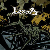 Lycosa