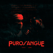 Purosangue