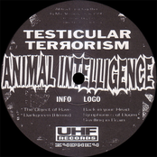 Testicular Terrorism