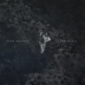 Lachrymosia / Some Familiar...