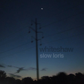 Slow Loris
