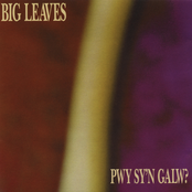 Pryderus Wedd by Big Leaves