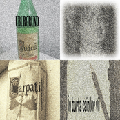 In burţile câinilor vii