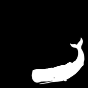 sperm whale