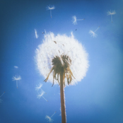 Dandelion Dreams