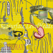 Thorax