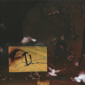 Wasps Among The Honeypots