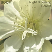 Night Blooming Cereus