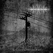 An Ecosystem Of Utility Poles