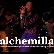 alchemilla