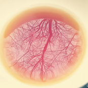 In Progress Noise Album