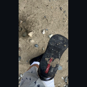 Seagulls Soar Like Dandelion Seeds