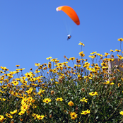 The Blue Prince Returns