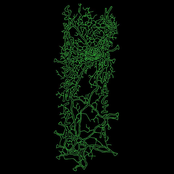 Kaoru Nagisa/Swan of Tuonela Split