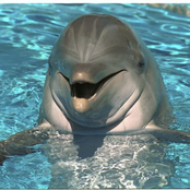 delfín quishpe