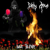 Moje Tulipany