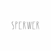 Sperwer