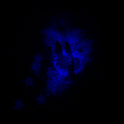 maladaptive nightmares