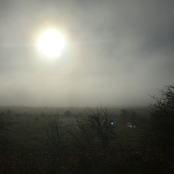 February / Little Ray