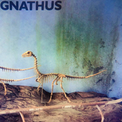 GNATHUS