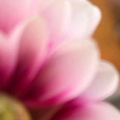 Boxes/Pretty Alright