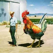 The Cock Rock