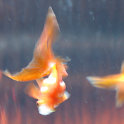 Who Are You? - Single