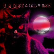 Black Cats Magic