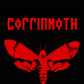 Coffinmoth